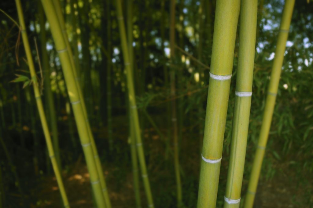 Garden Variety Bamboo adds exotic appeal, but plant carefully News